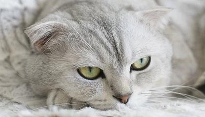 洛奇的里达易欧（普雷丝）在哪里